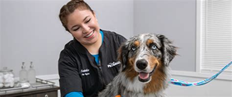 How Much is PetSmart Training: Unraveling the Costs and Benefits of Professional Pet Education